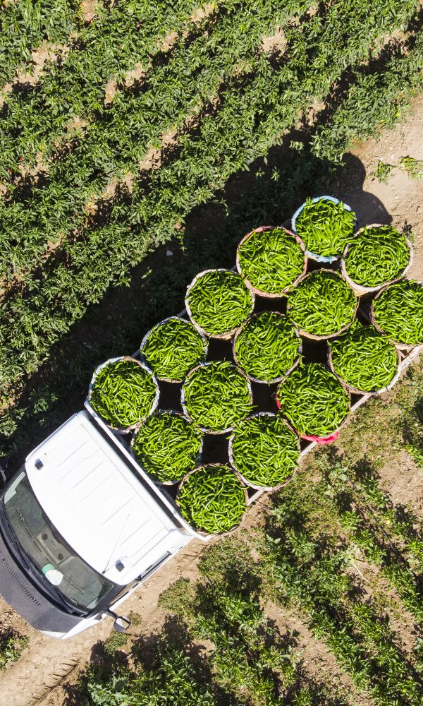 Aerial view of green peppers in pepper field